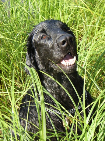 moonstruck rumble fish bosse2.jpg